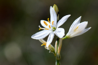 Anthericum liliago Anthericum liliago